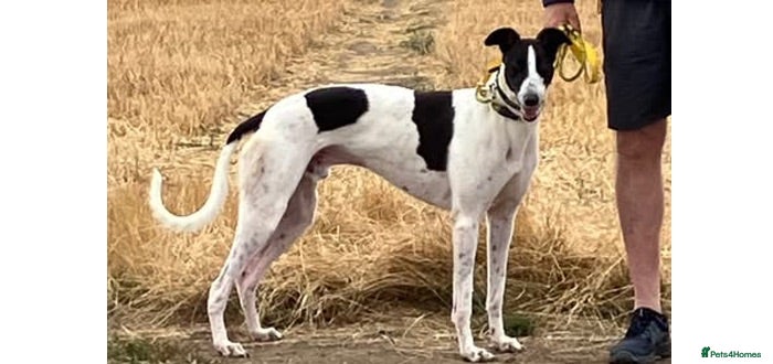 Greyhound dogs Handsome Tom wants a loving forever home - Advert 10