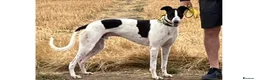 Greyhound dogs for adoption: Handsome Tom wants a loving forever home - Advert 1