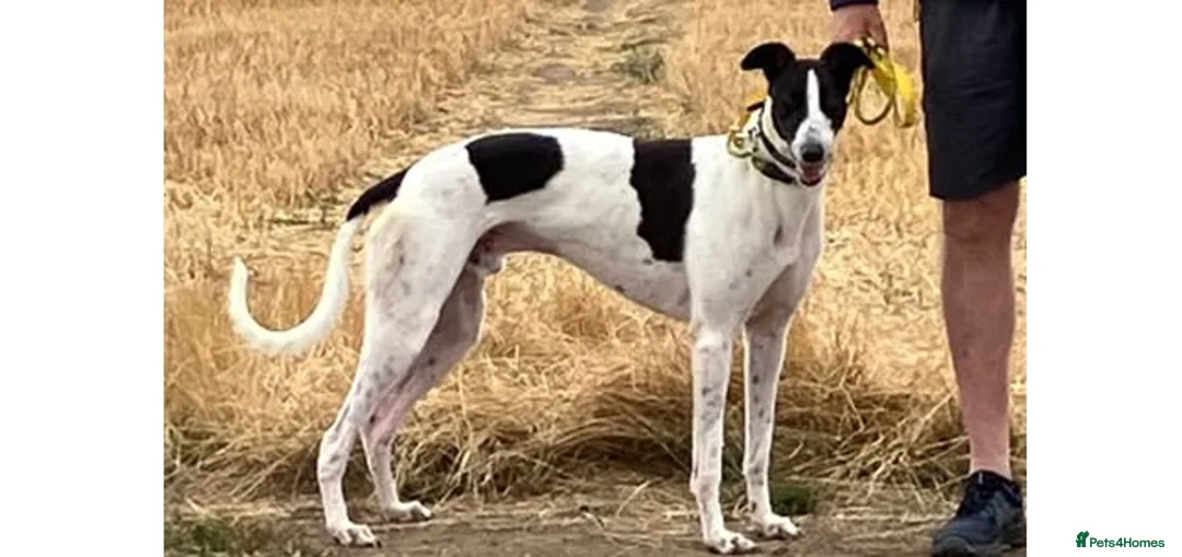 Greyhound dogs for adoption: Handsome Tom wants a loving forever home - Advert 1