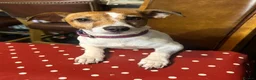 Jack Russell dogs for sale: 3 beautiful Jack Russel girls  - Advert 2