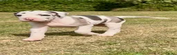 Great Dane dogs for sale: Great Dane litter waiting list announcement  - Advert 3