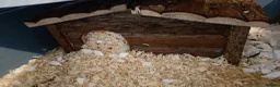 Hamster rodents for sale: Syrian hamster  - Advert 3