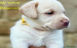 Labrador Retriever dogs for sale: 2 Males left - Ready to leave on the 15th August  in Wetherby - Image 14