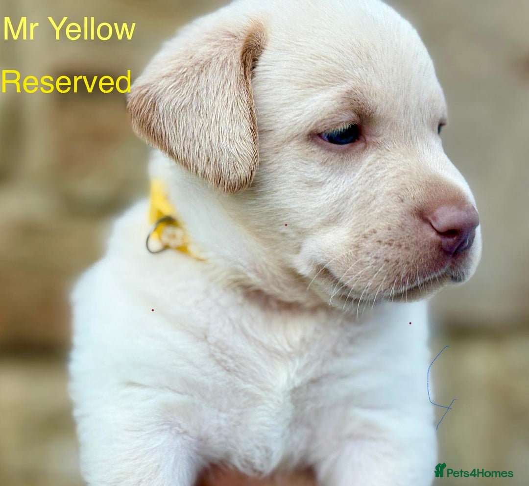 Labrador Retriever dogs for sale: 2 Males left - Ready to leave on the 15th August  in Wetherby - Image 14