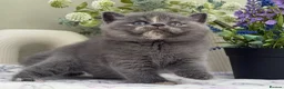 British Shorthair cats for sale: Gorgeous British Kittens - Advert 22