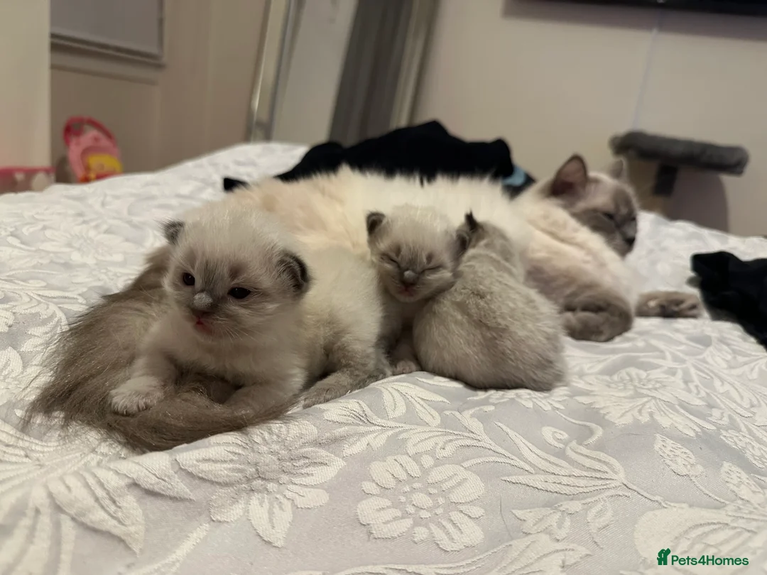 Ragdoll cats for sale: Ragdoll Kittens - Advert 7