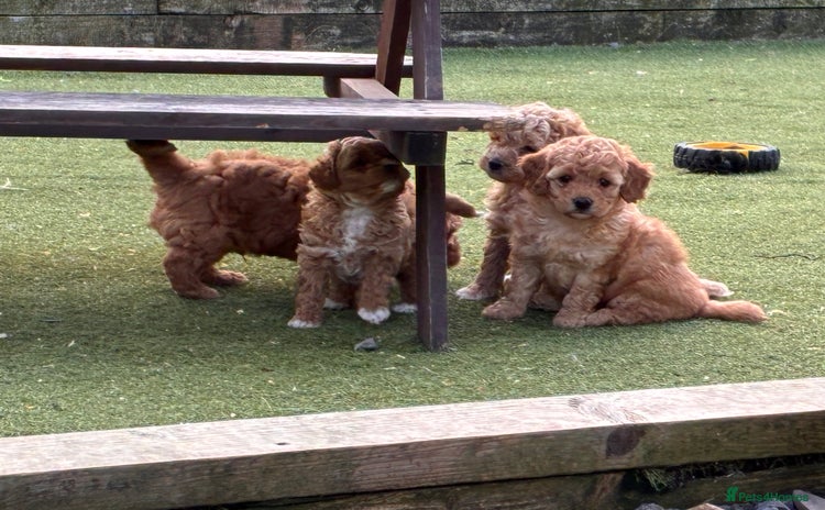Poochon dogs - Advert 1