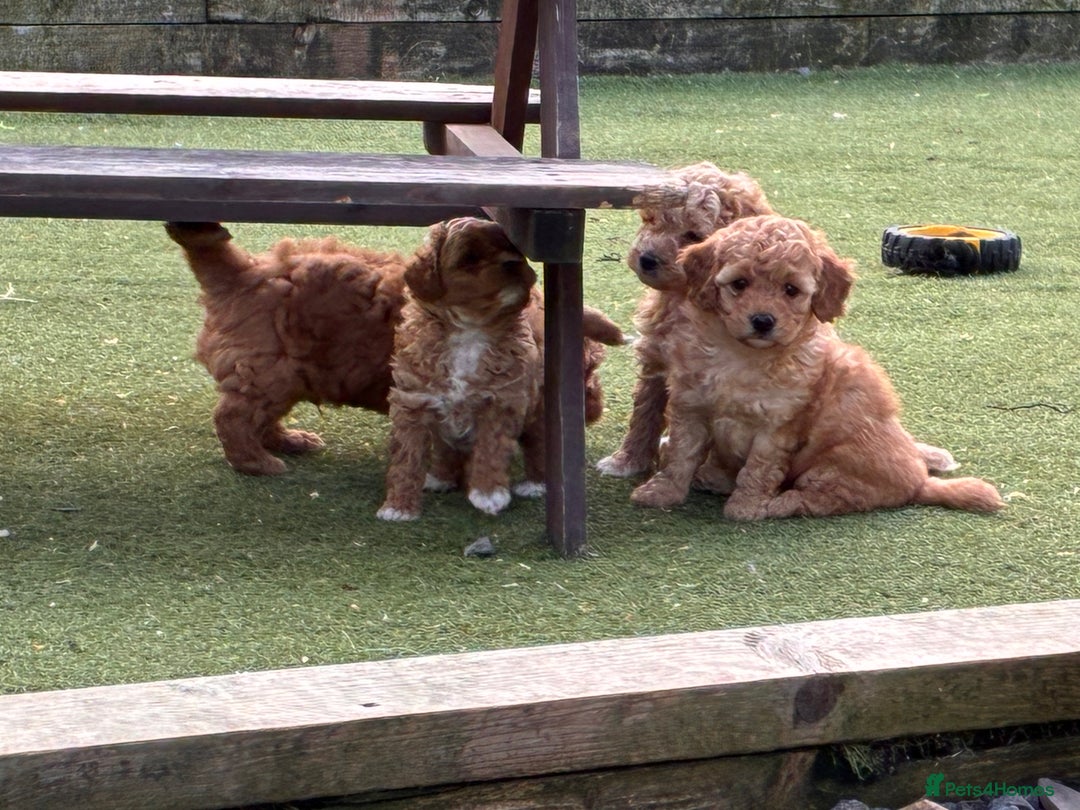 Poochon dogs for sale: ✨ Gorgeous Red & Apricot Poochon Puppies ✨ - Image 1