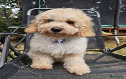 Cockapoo dogs for sale: Male Cockapoo Puppy - Ready to leave - Image 5
