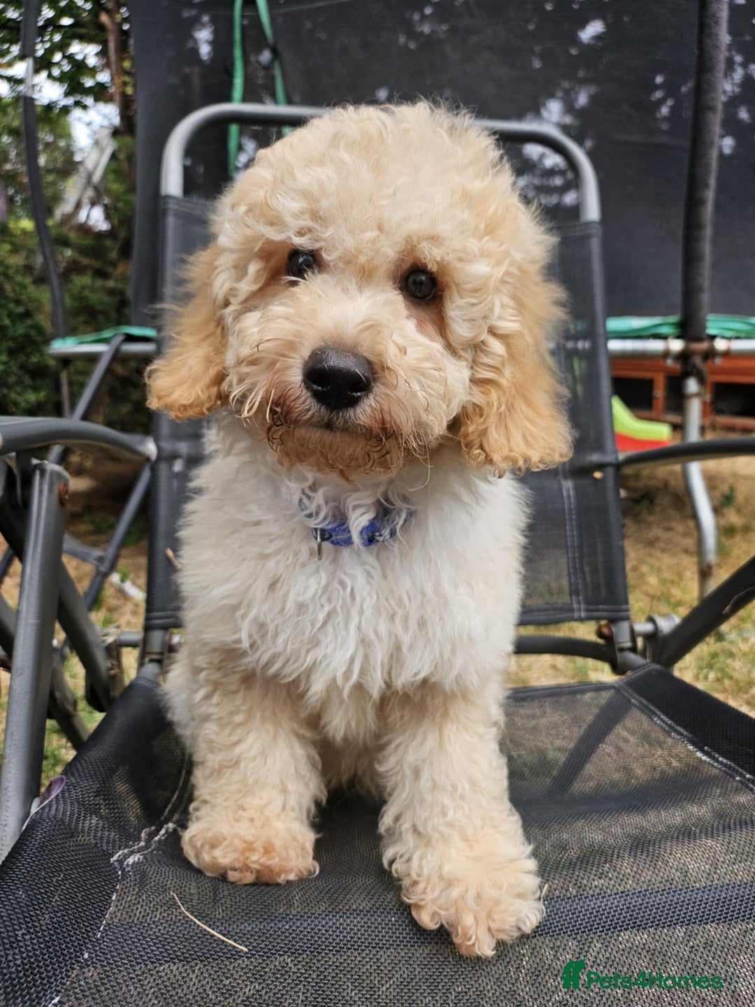 Cockapoo dogs for sale: Male Cockapoo Puppy - Ready to leave - Image 5