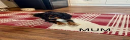 Cavalier King Charles Spaniel dogs for sale: * KC Registered Health Tested Puppies *  - Advert 14