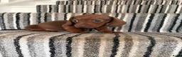 Dachshund dogs for sale: 🐾 Gorgeous Mini Dachshund Puppies 1 Boy & 1 Girl  - Advert 8
