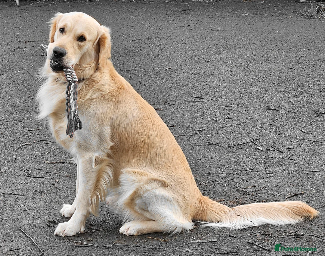 Golden Retriever dogs for stud: Gorgeous Proven KC Golden Retriever Stud in Bristol - Advert 1