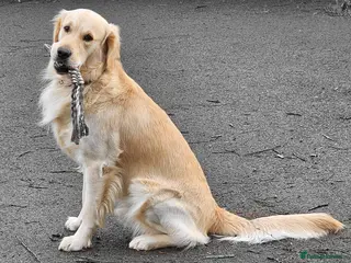 Golden Retriever dogs Gorgeous Proven KC Golden Retriever Stud in Bristol - Advert 2