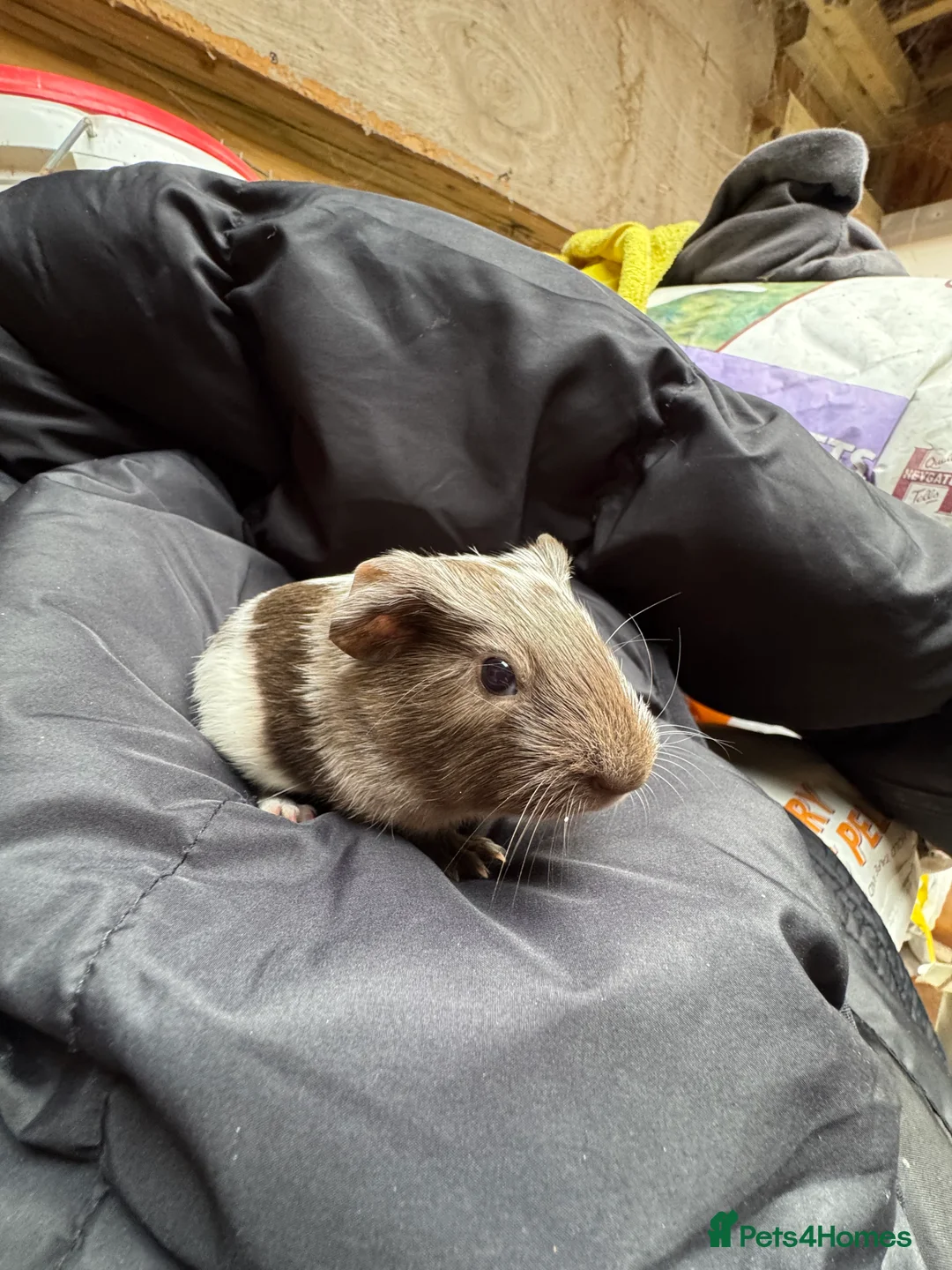 Guinea Pig rodents for sale: 6 beautiful friendly guinea pigs - Advert 9
