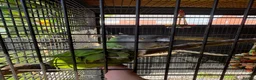 Parrots birds for sale: Pair of Senegal Parrots in Birkenhead - Advert 3