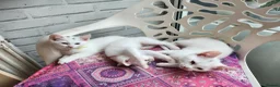 Mixed Breed cats for sale: White cats lovers calling  - Advert 11