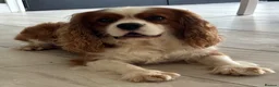 Cavalier King Charles Spaniel dogs for stud: KC Reg Heart/Eye/Health tested for Stud - Advert 7