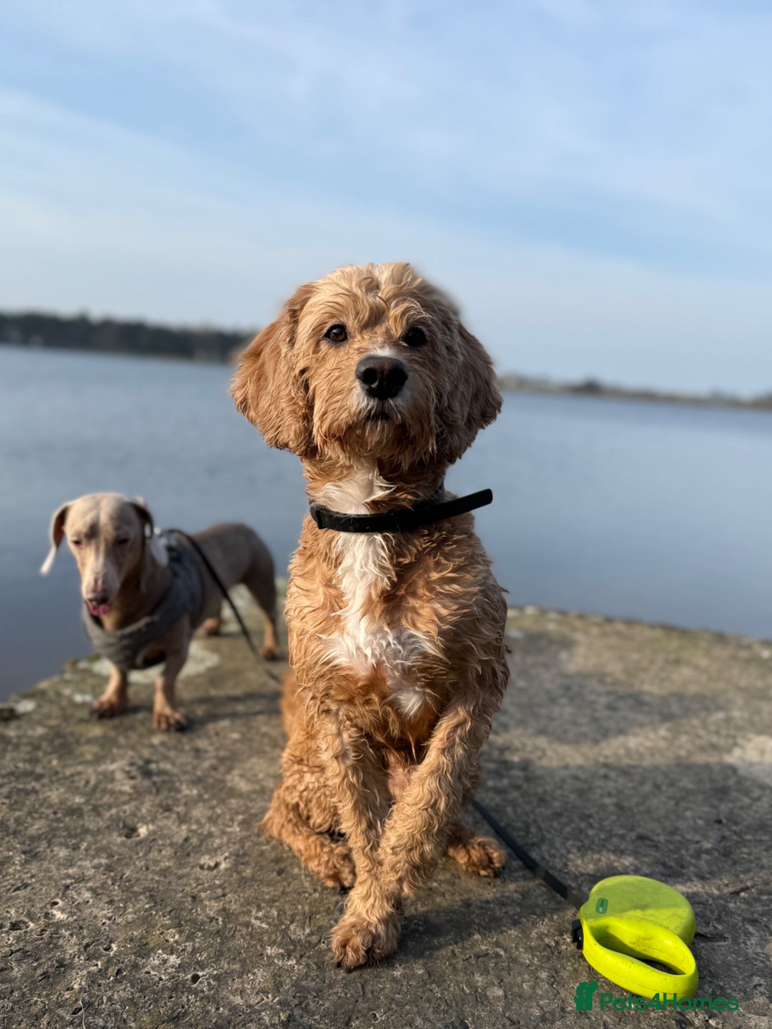 Cockapoo dogs Dog for stud  - Advert 2