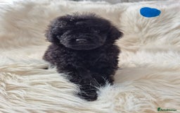 Cockapoo dogs for sale: COCKAPOOS READY FOR THERE NEW    HOMES  - Image 7