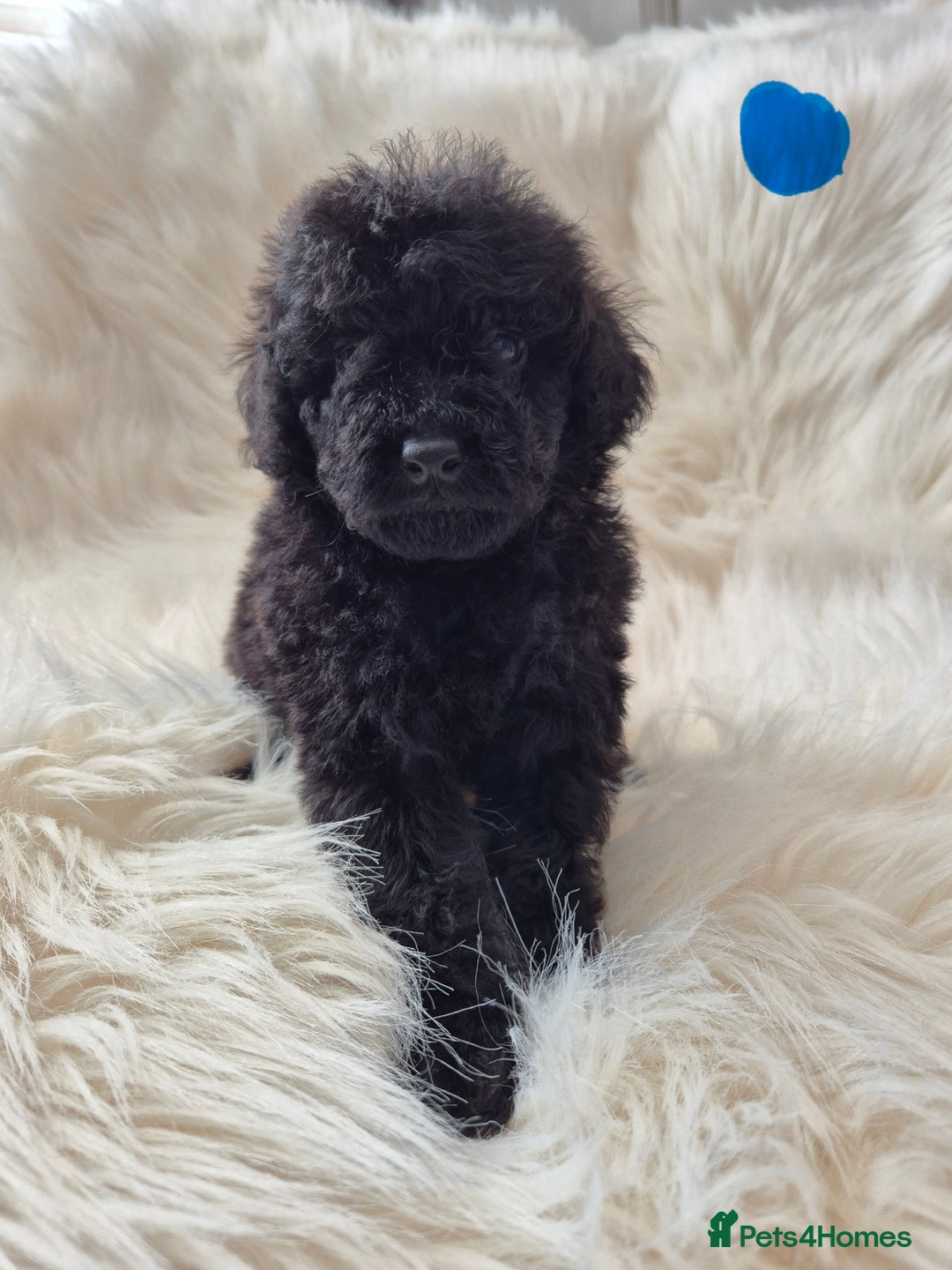 Cockapoo dogs for sale: COCKAPOOS READY FOR THERE NEW    HOMES  - Image 7