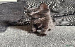 Mixed Breed cats for sale: 7 mix breed healthy kittens  in Sheffield - Image 12