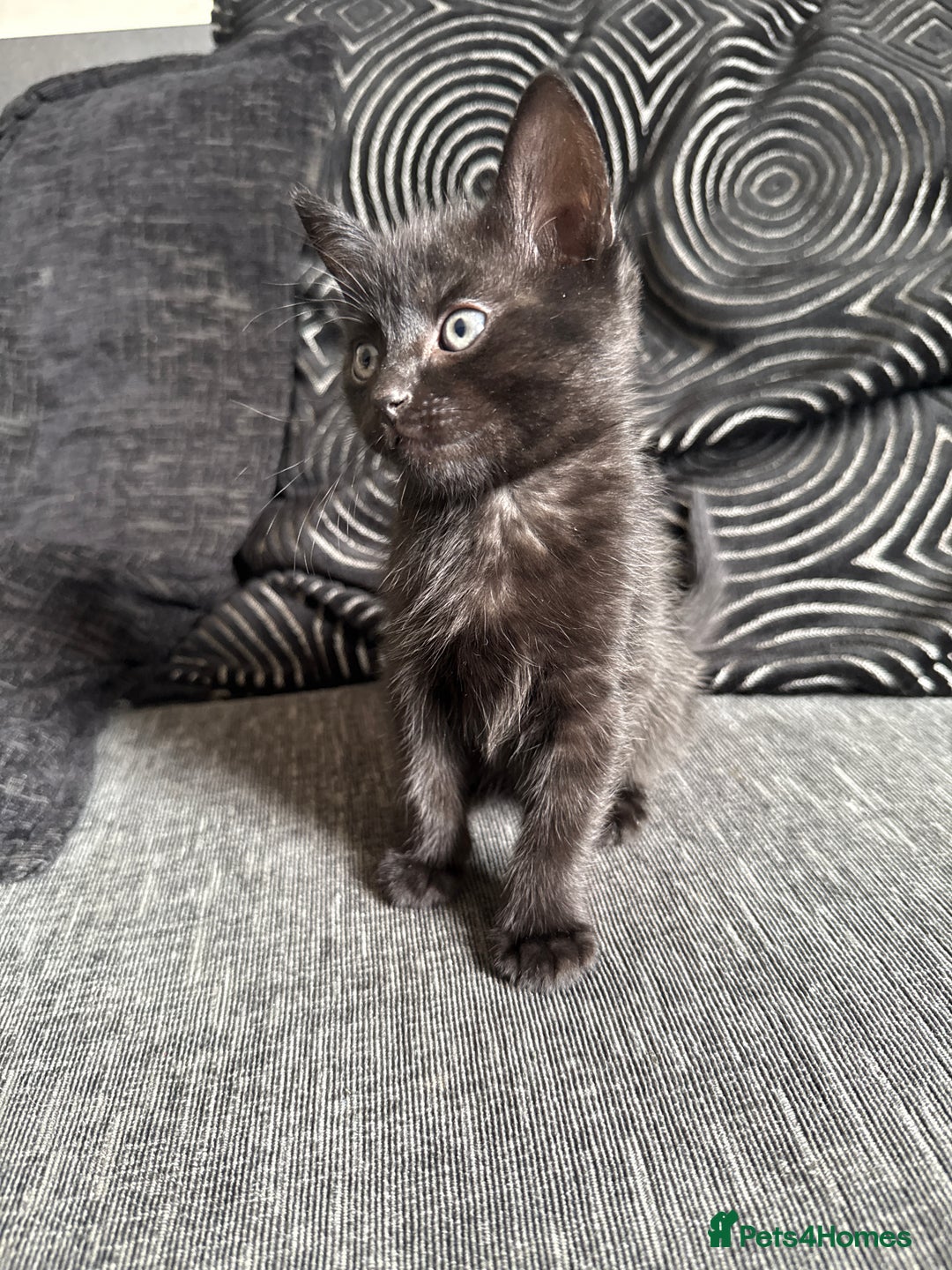 Mixed Breed cats for sale: 7 mix breed healthy kittens  in Sheffield - Image 12