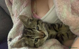 British Shorthair cats for sale: 3 cats for sale  - Advert 2