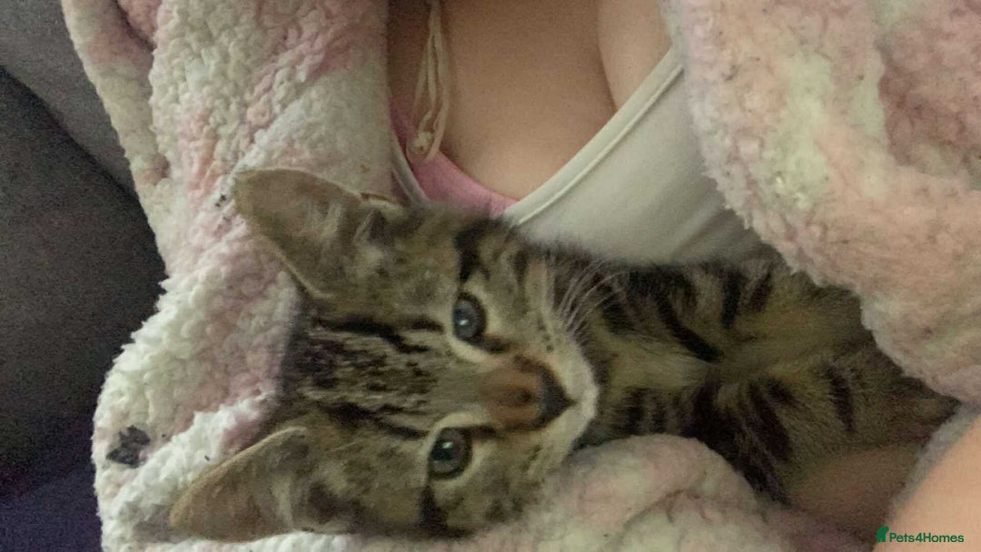 British Shorthair cats for sale: 3 cats for sale  - Advert 2