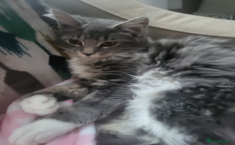 Maine Coon cats - Advert 6