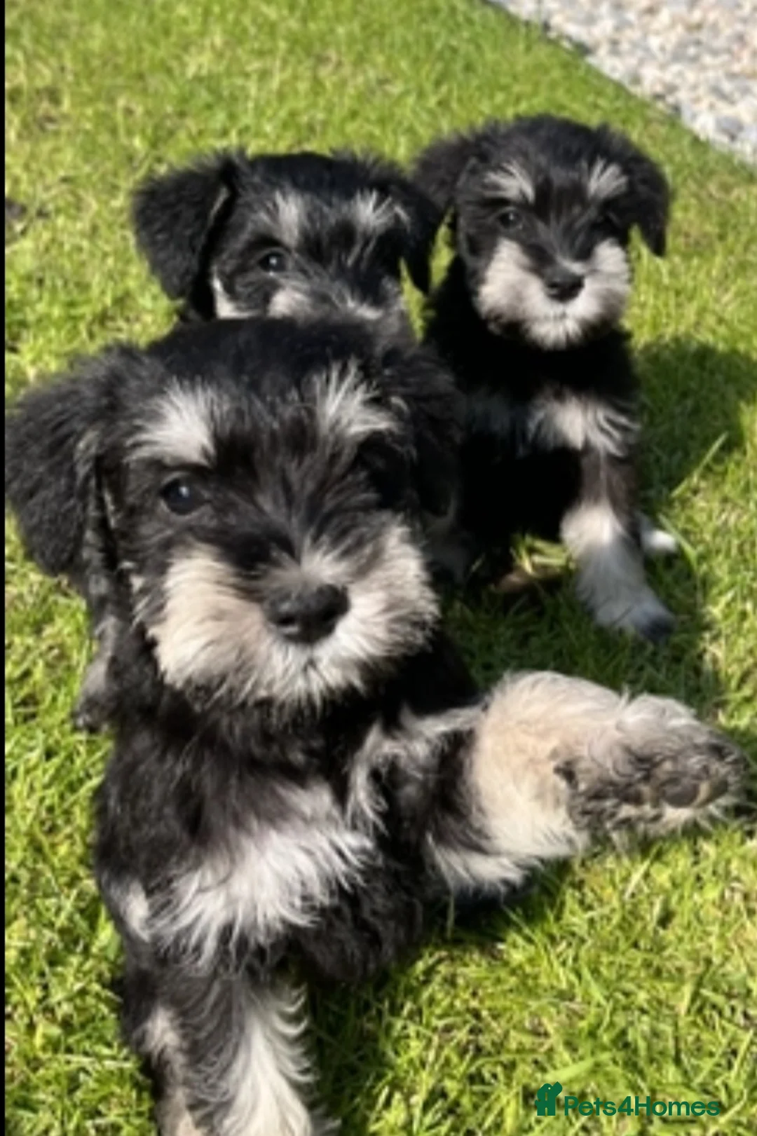 Miniature Schnauzer dogs for stud: Handsome black and silver Miniature Schnauzer  in Cambridge - Advert 33