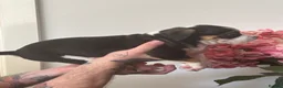 Mixed Breed dogs for sale: Beautiful litter  - Advert 12