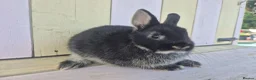 Netherland Dwarf rabbits for sale: 💜 PRETTIEST COLOURED NETHERLAND DWARF BABIES 💜 - Advert 25