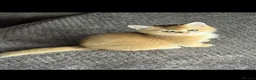 Scottish Fold cats for sale: Charming Scottish Straights and  Fold available. - Advert 11