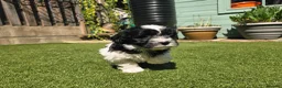 Lhasapoo dogs for sale: Stunning Lhasapoo Puppies. READY NOW! - Advert 14