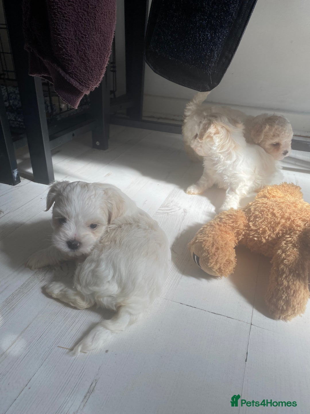 Zuchon dogs for sale: Zuchons pups ( Teddy bear pups) - Image 9