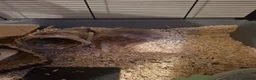 Hamster rodents for sale: 2 x male syrian hamsters approx 6 months old - Advert 8