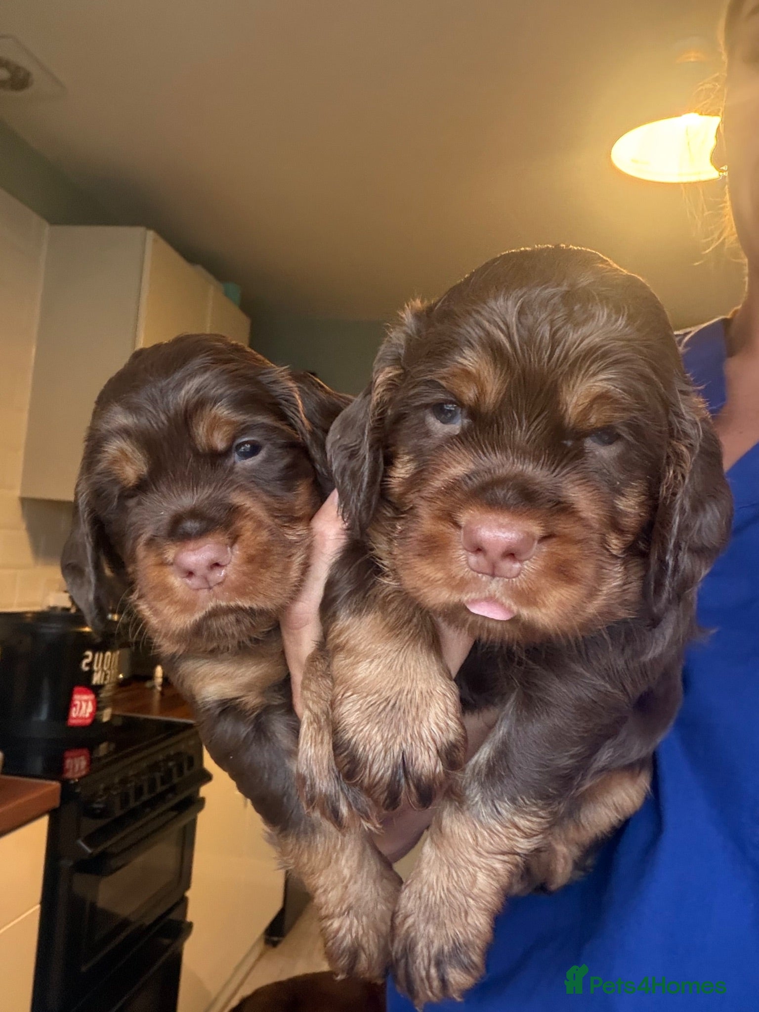 Sprocker dogs Stunning chocolate and tan Sprocker puppies  - Advert 4