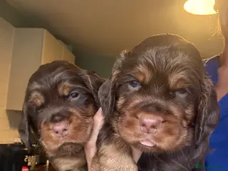 Sprocker dogs Stunning chocolate and tan Sprocker puppies - Advert 4