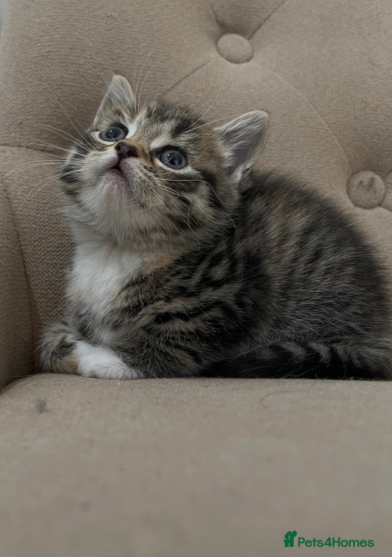 Persian cats Adorable Kittens for Sale - Advert 14