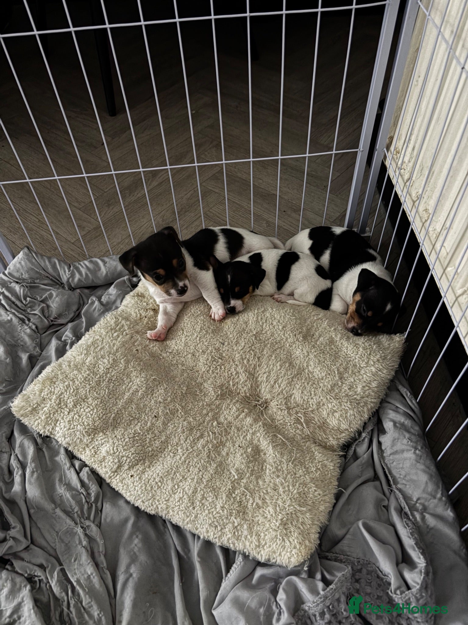 Mixed Breed dogs Jackawawa boy - Advert 17