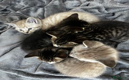 Mixed Breed cats for sale: Ready to go next week! cream tabby kittens - Image 3