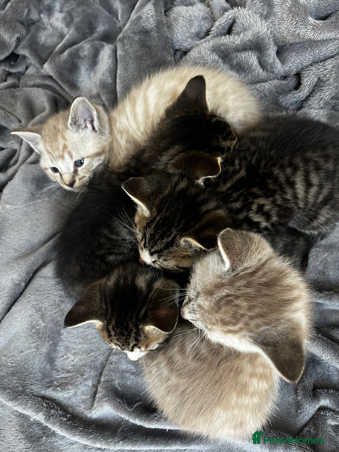 Mixed Breed cats for sale: Ready to go next week! cream tabby kittens - Image 3