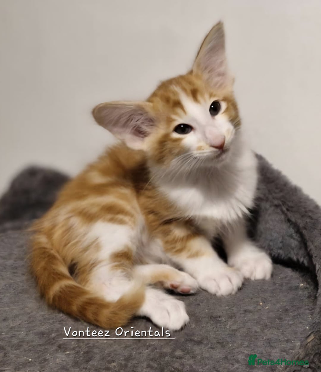 Oriental cats for sale: Stunning Red and White Longhair Oriental  - Advert 6