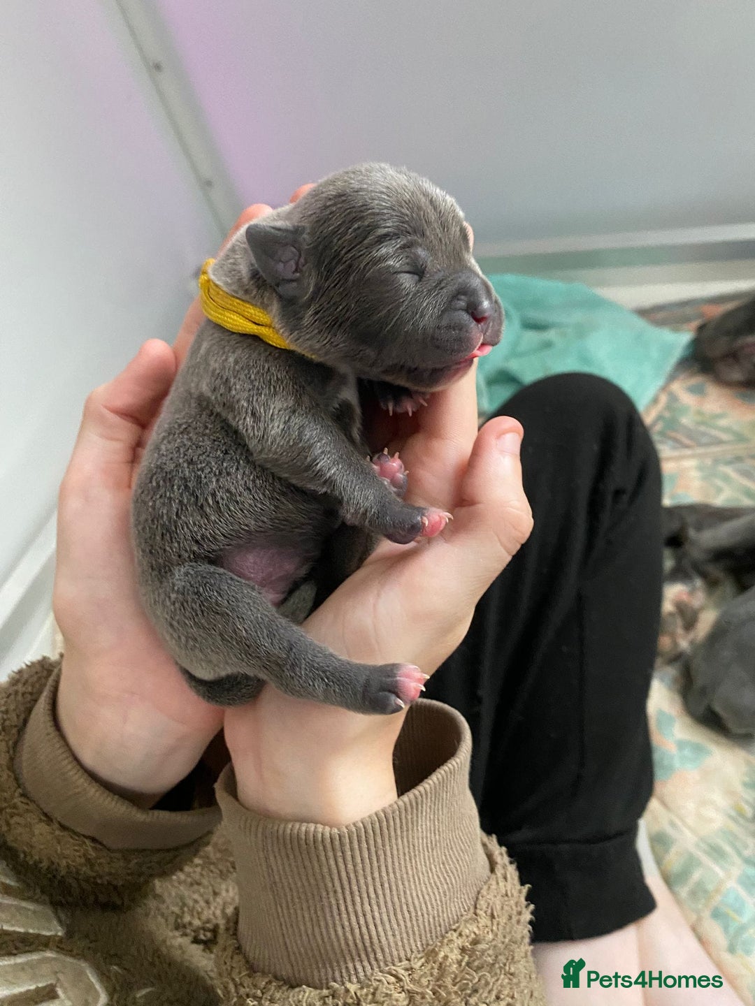Staffordshire Bull Terrier dogs for sale: For Sale Blue Staffies/ Blue Staffordshire  - Image 11
