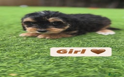 Cockapoo dogs for sale: 1 female cockapoo puppy available 🐶  - Image 7