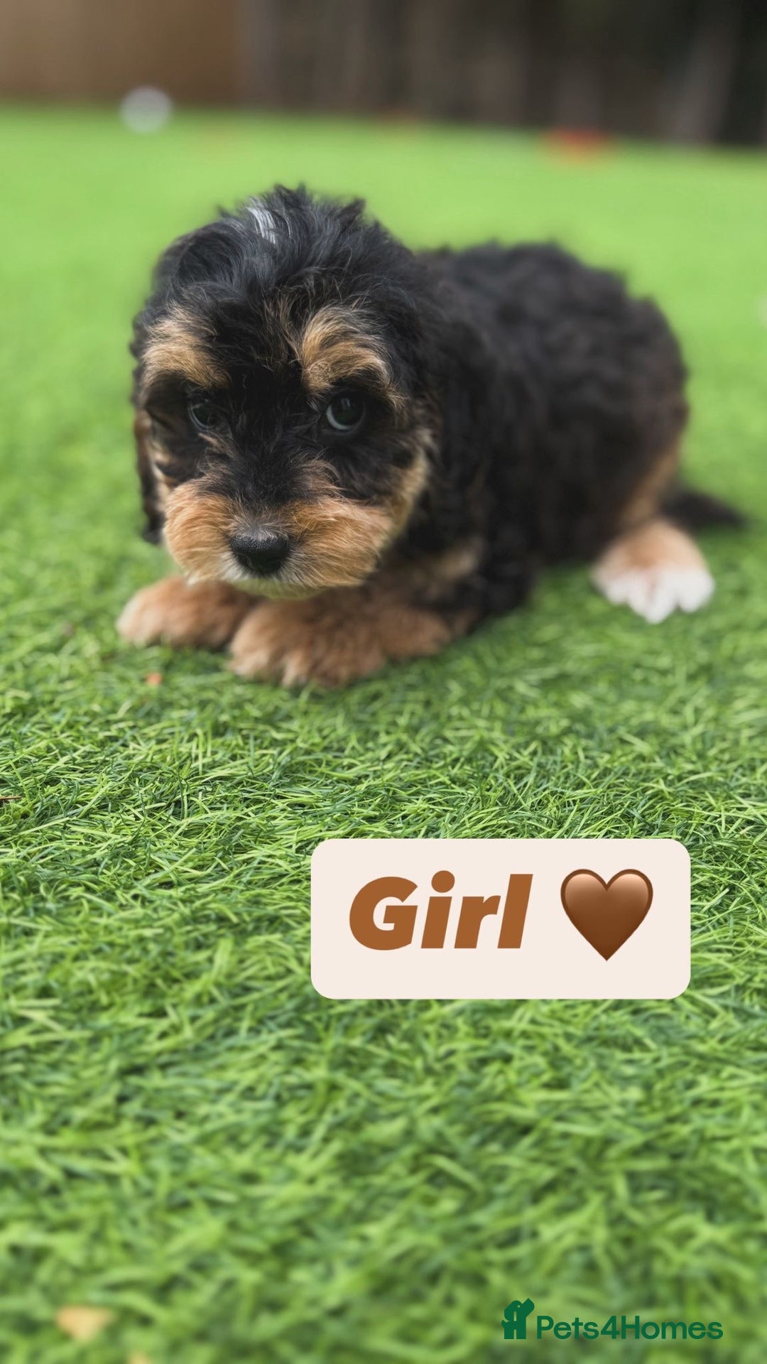 Cockapoo dogs for sale: 1 female cockapoo puppy available 🐶  - Image 7
