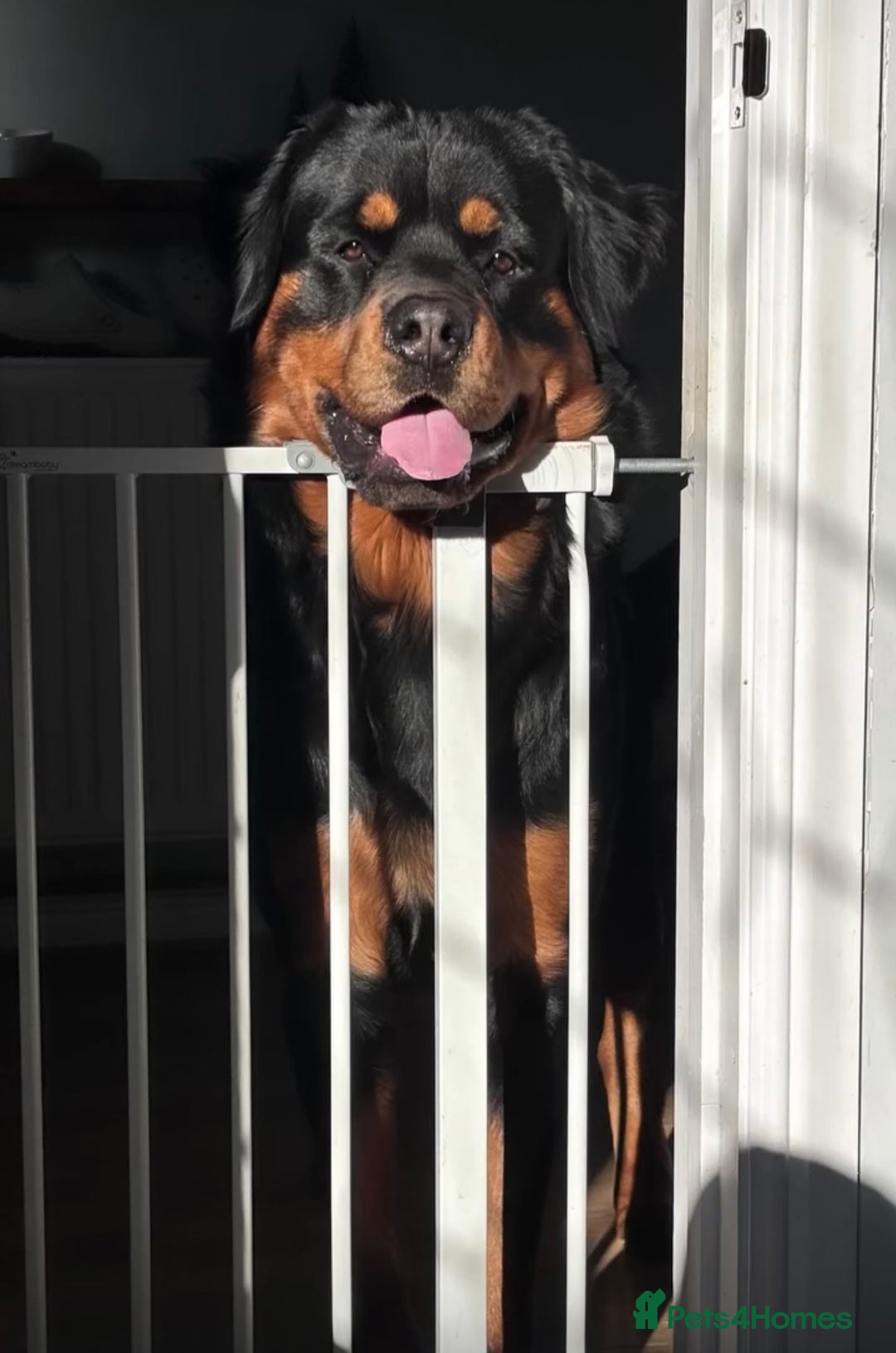 Mixed Breed dogs for sale: Male RottweilerxBernese Mountain dog - 2 years old - Advert 3