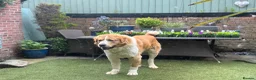 Mixed Breed dogs for sale: Central Asian Shepard x Rottweiler Puppies - Advert 13
