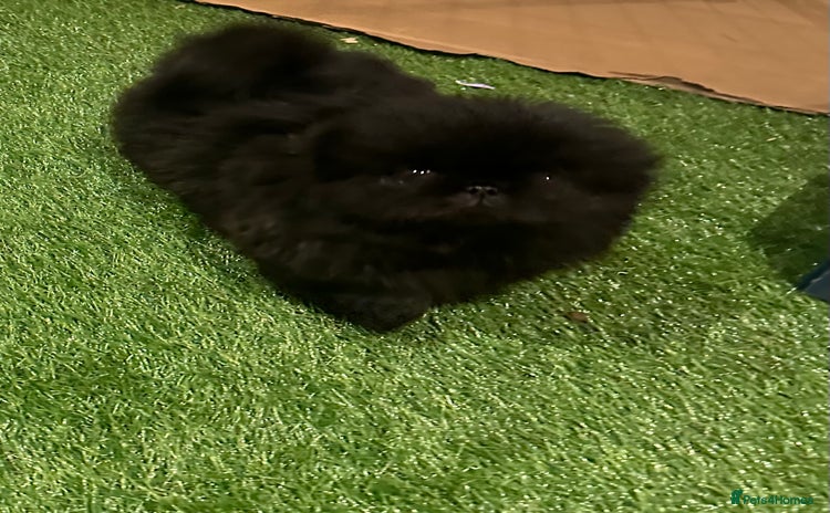 Pekingese dogs - Advert 1